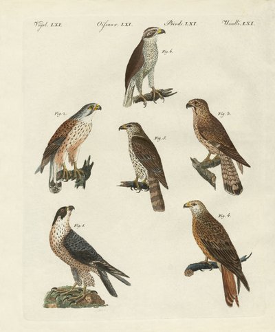 German Birds of Prey by German School